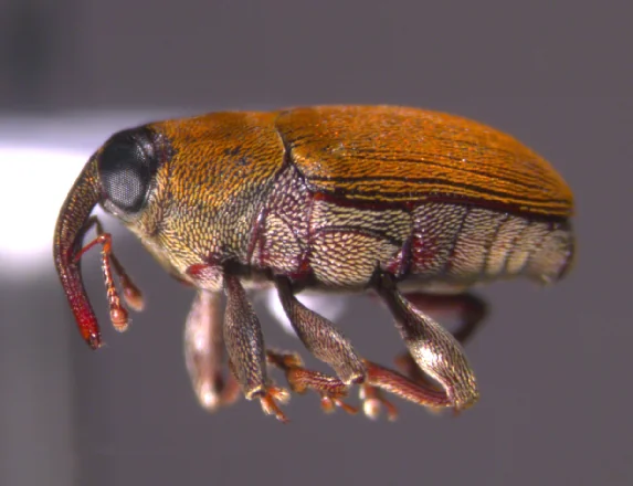 Word Learning App: Zyzzvya